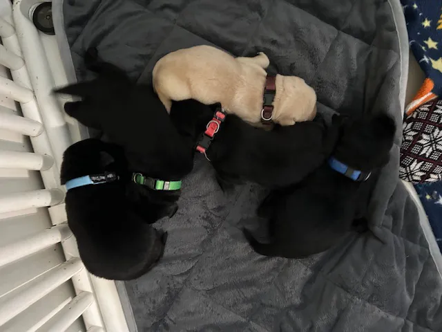 The Boys